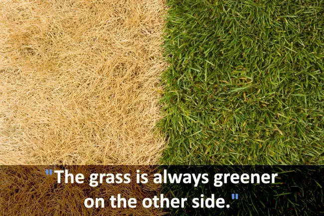 the-grass-is-always-greener-on-the-other-side-myth-or-truth